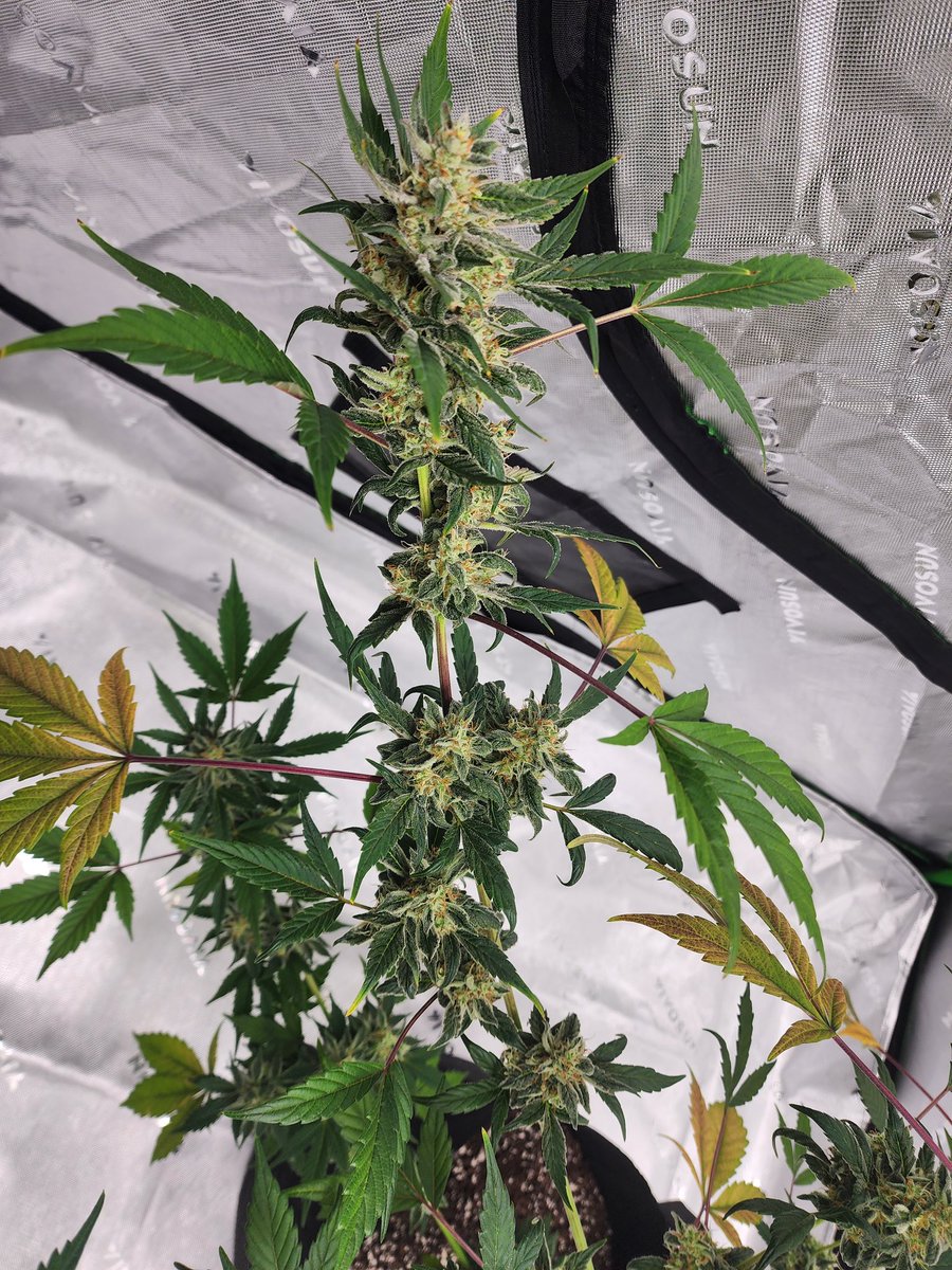 Hindu Kush autoflower. Gets chopped in exactly 7 days.