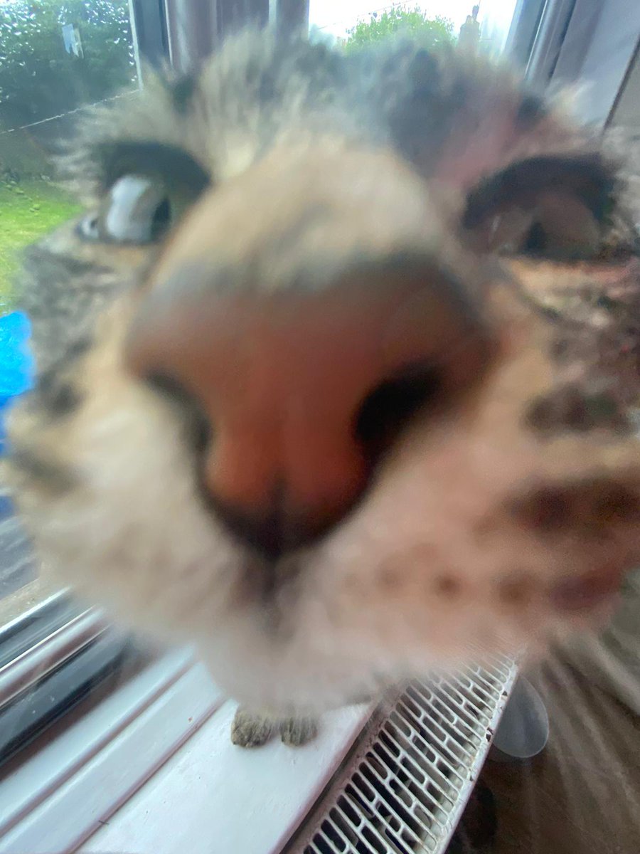 CatsWhichAreAbnormallyCloseToCameras tweet media