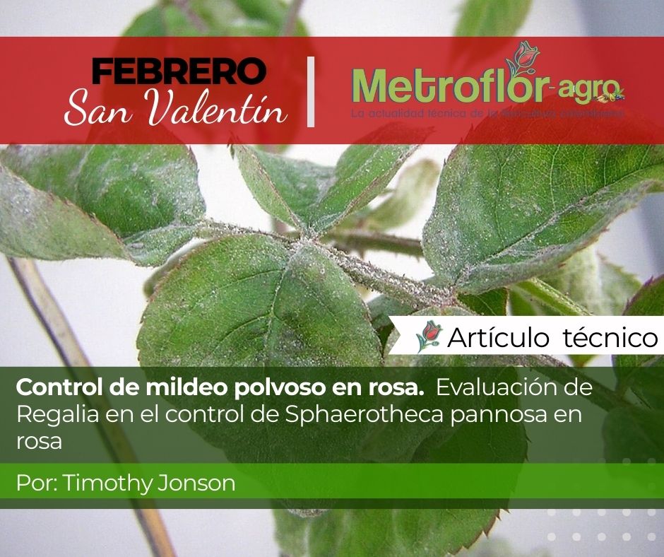 #Jueves #FelizJuevesATodos 

📷📷 Mildeo polvoso en rosa bajo control
Regalia activa las defensas naturales de la planta y fortalece el cultivo frente a Sphaerotheca pannosa, sin dejar residuos y con certificación OMRI.

Artículo completo aquí metroflorcolombia.com/control-de-mil…
