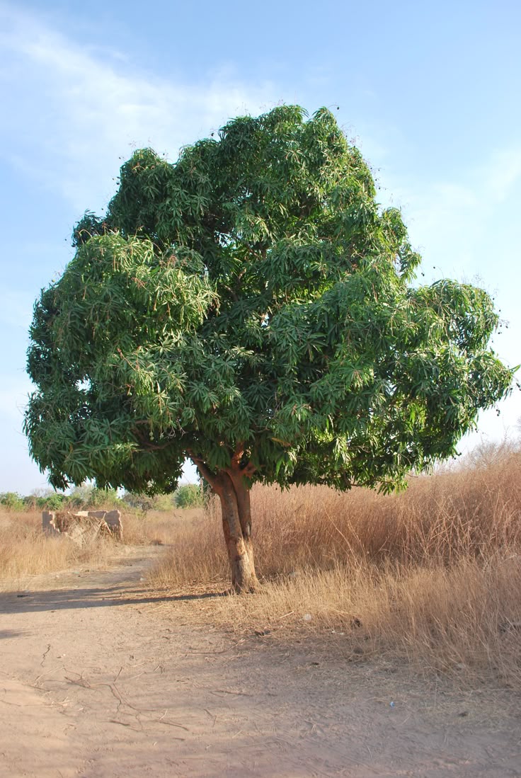 एक आदमी एक दिन में इतना ऑक्सीजन लेता है
जितने में 3 ऑक्सीजन के सिलेंडर भरे जा सकते हैं।
एक ऑक्सीजन सिलेंडर की कीमत होती है 700 रु.
इस तरह हम देख सकते हैं कि एक आदमी 1 दिन में 2100 रु.
(700×3) की और 1 साल में 7,66,500 रु. की और अपने पूरे जीवन
(अगर आदमी की उम्र 65 साल हो) में लगभग