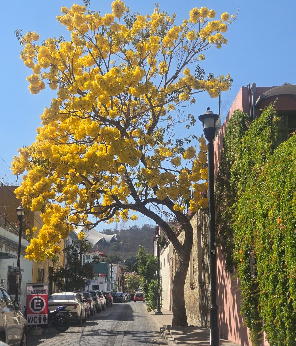 #Oaxaca se viste de #amarillo.
Bendecido jueves.