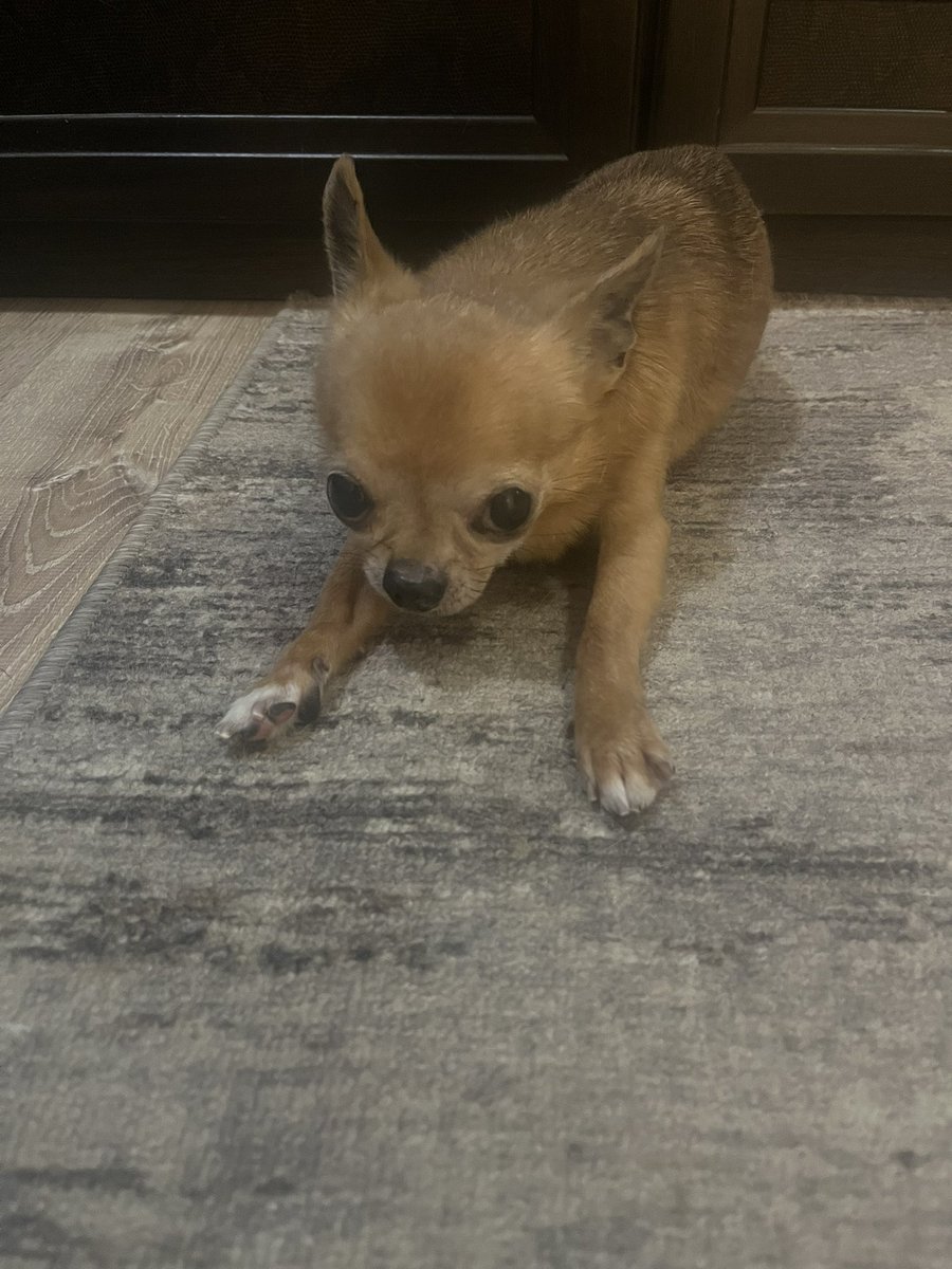 polly🪻 tweet media