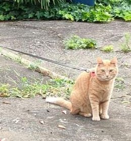 nonsucha's tweet image. 自分らしいスタイル探し中 🧃