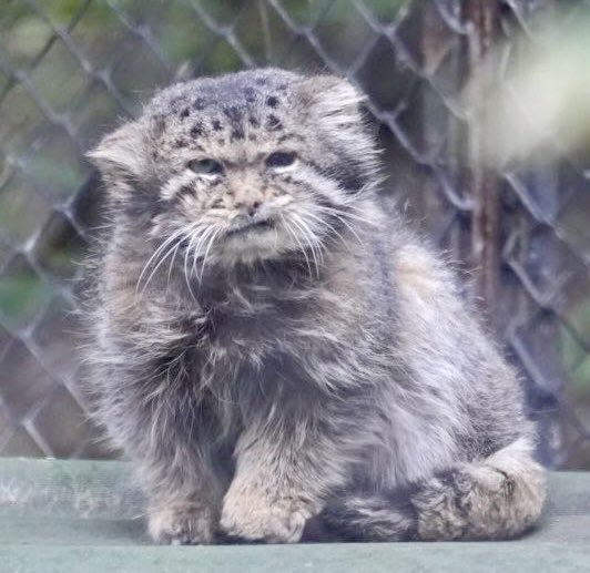 カラガンダ氏🌈 ご冥福を祈ります🙏 2024/9/13📷 #ノヴォシビルスク