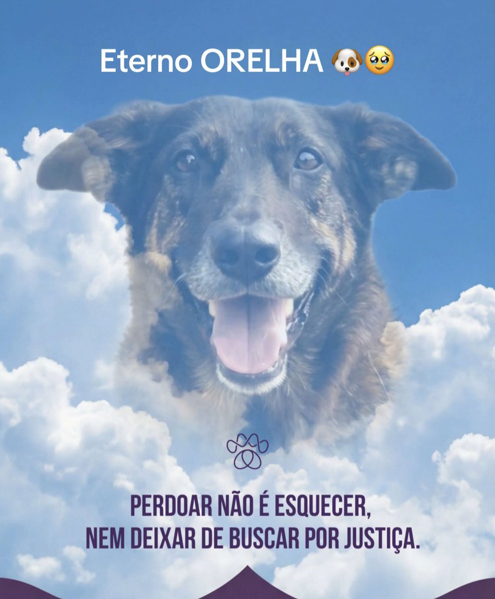 Orelha virou símbolo daquilo que não podemos mais tolerar: violência sem consequência.

#EternoOrelha
#FEDERALIZAÇÃODOCASOORELHA 
#CPIDOORELHA 
#JusticaParaOrelha