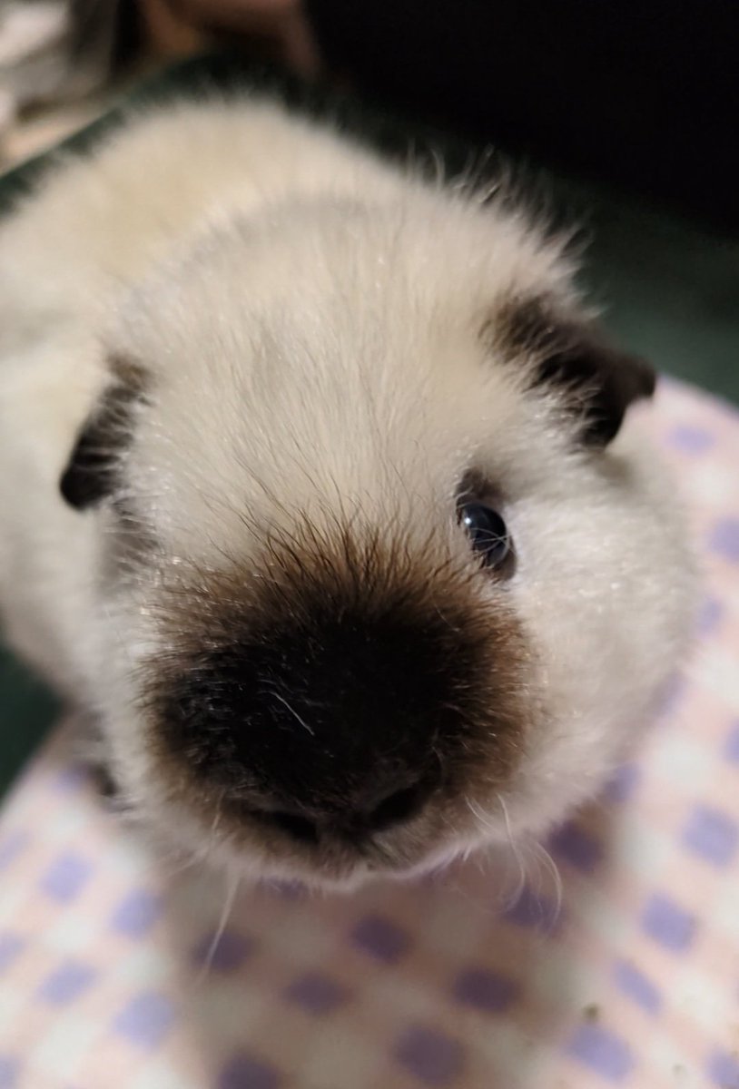 ann(ﾓﾙﾓﾙ) tweet media