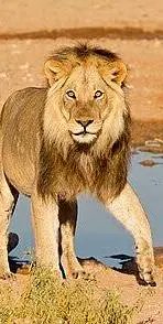 فَرَّتْ مِنْ قَسْوَرَةٍ(51)