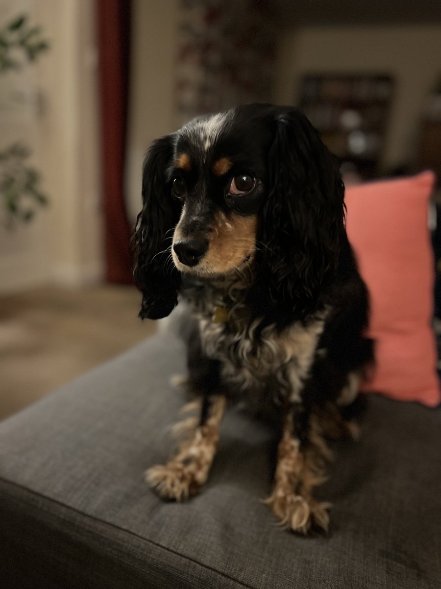 editorial assistant woof tweet media