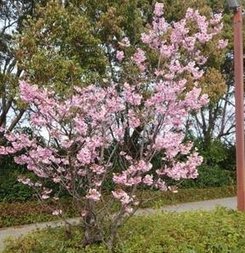 statedepression's tweet image. 環境問題について考える 🐨