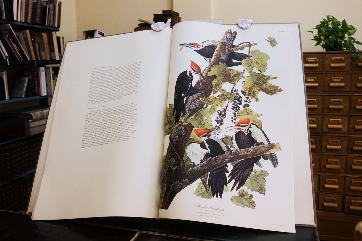 #chwalimysię📚🔎
Portal łódź.pl pisze o wyjątkowych książkach z kolekcji BUŁ.
Mowa o miniaturowym słowniku języka angielskiego oraz monumentalnym faksymile - "The Birds of America” autorstwa Johna Jamesa Audubona.
Zachęcamy do lektury👇
lodz.pl/artykul/od-lil…