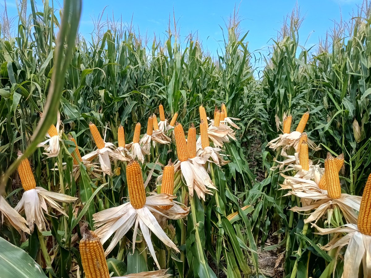 Alejandro Cadile tweet media