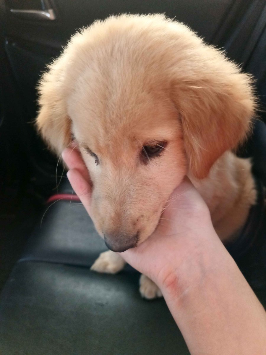 หมาหงอย ค่าหมอเบ็ดเสร็จ 700