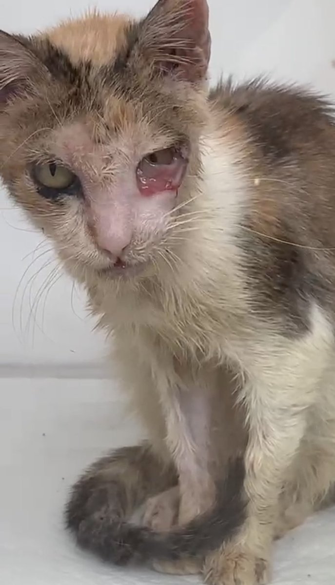 Gatinhos da Di 🐈 Abrigo Davi tweet media