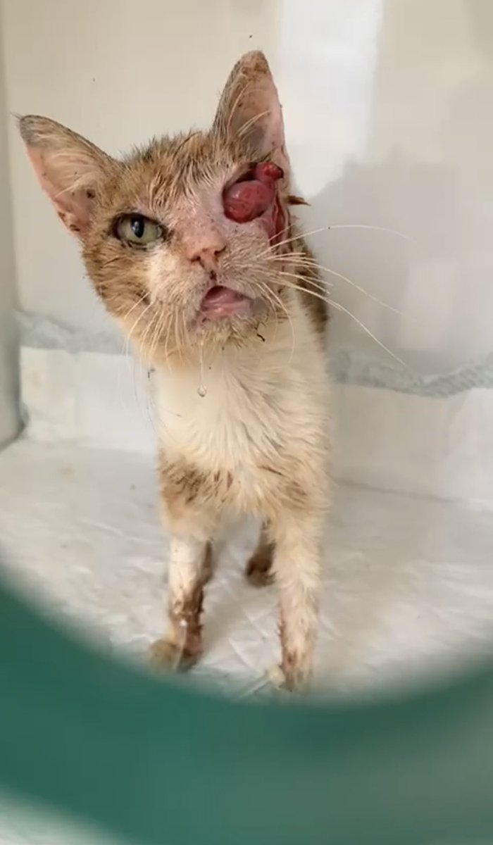 Gatinhos da Di 🐈 Abrigo Davi tweet media