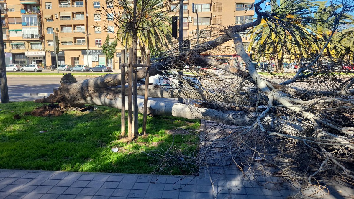 InmaMoRet's tweet photo. Mucha precaución donde hayan árboles. Este ha caído al lado del parque del Oeste en #valencia junto a la @policialocalvlc @GVA112 https://t.co/zgnnOXM5kH