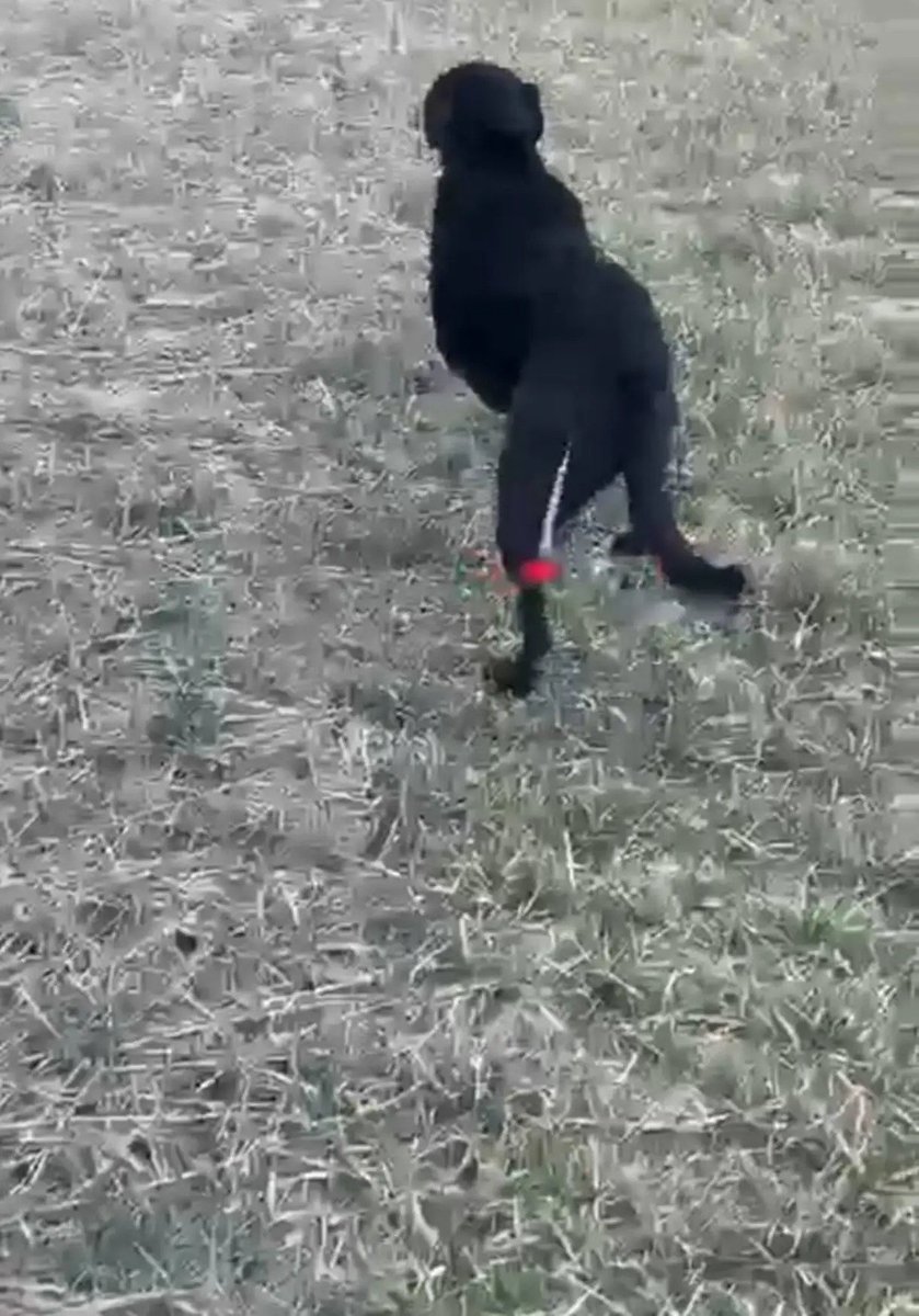 Eskişehir'de vatandaşa saldıran başıboş it toplanmıştır. Vatandaşa saldırmadan toplamanız gerekir başıboş itleri .  <a href="/tepebasibeltr/">Tepebaşı Belediyesi</a> 
Ayrıca size engel olmaya çalışan itçiler olduğu bilgisi geldi. Polisi arayın görev yapmanızı engellemekte şikayetçi olun.  Saçma sapan şekilde