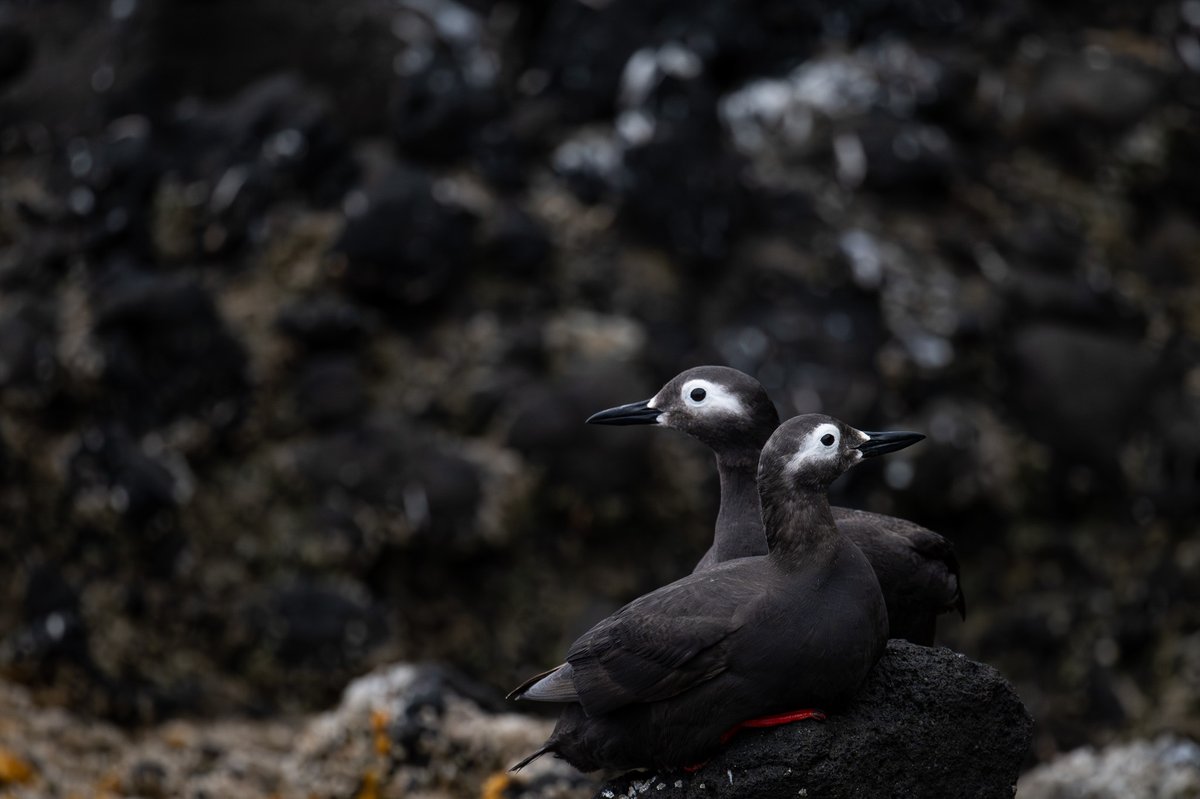 こーちゃ tweet media