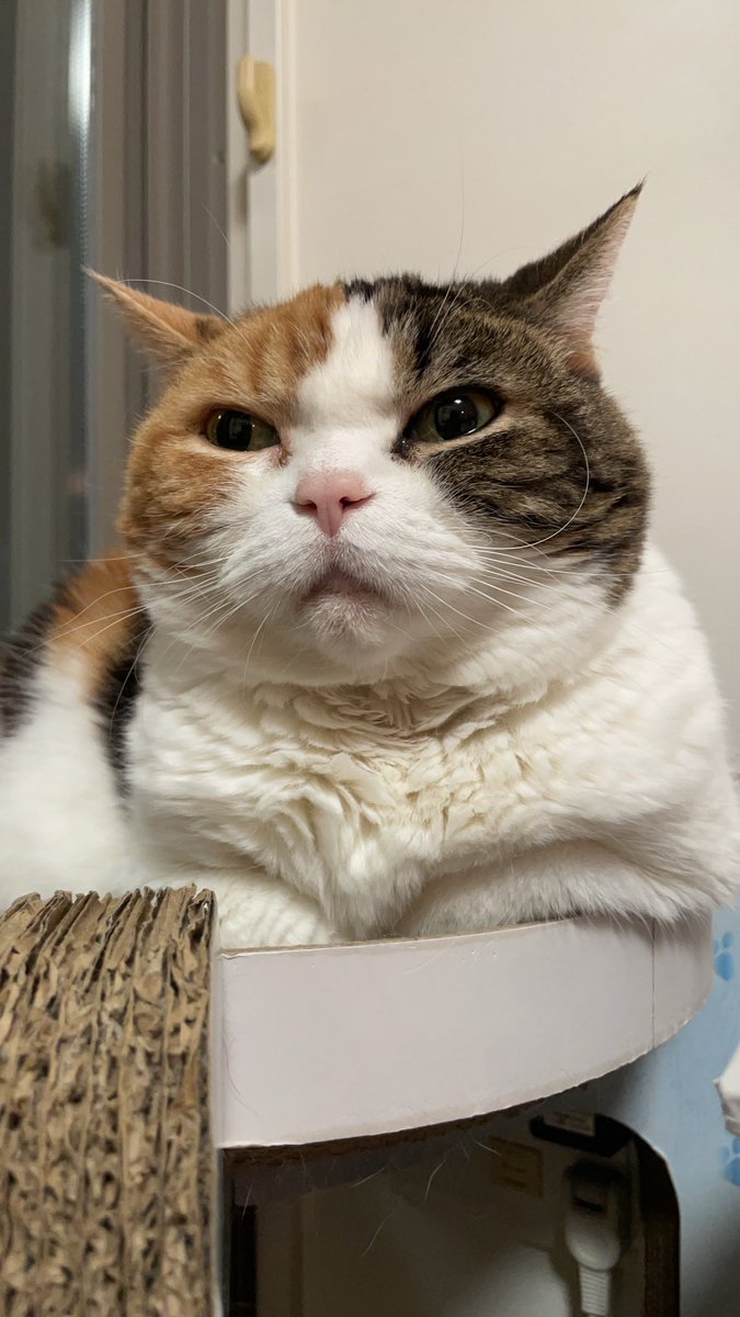 おやすみにゃさい(=^ェ^=)