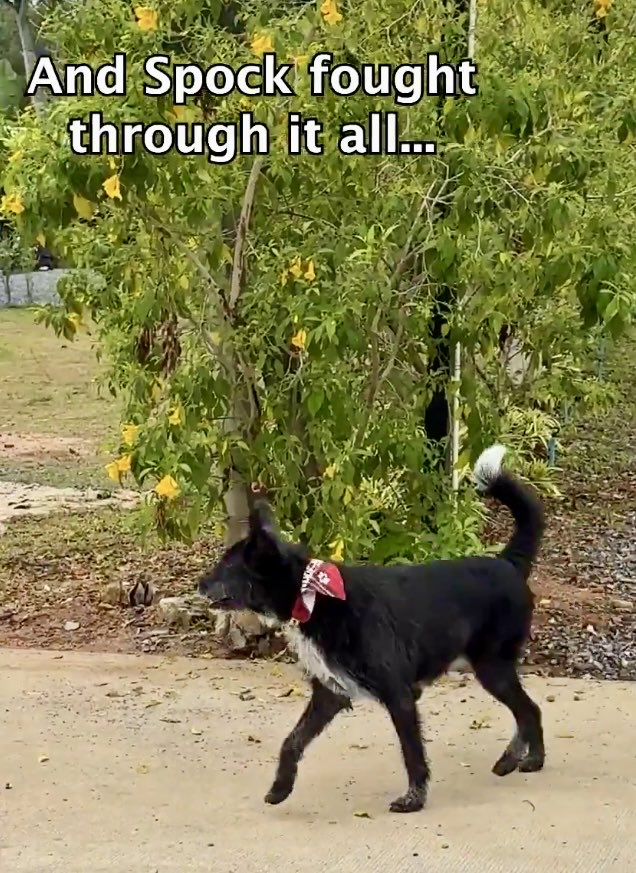 Nick Yada Yada tweet media