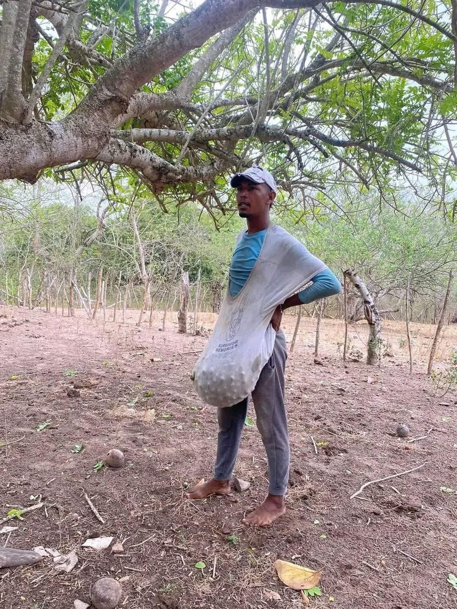 Me invitan a una casa donde hay ciruela.
Yo: