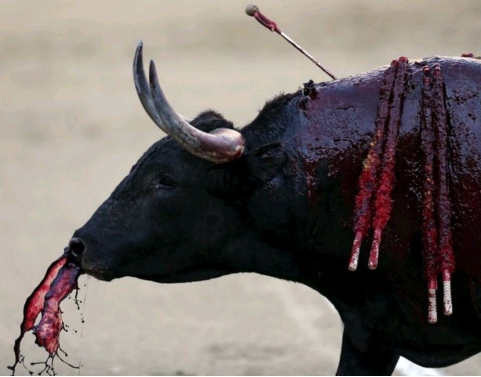 PROTECT ALL WILDLIFE tweet media