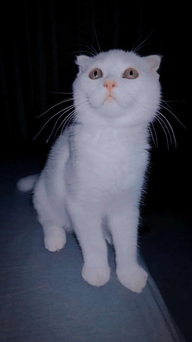 H.K 🐈 tweet media