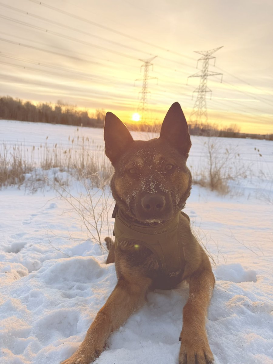 Durham Regional Police Service K-9 Unit tweet media