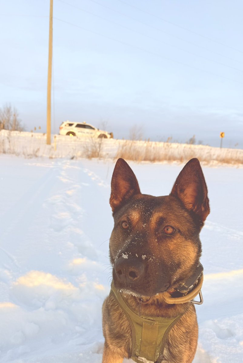 Durham Regional Police Service K-9 Unit tweet media