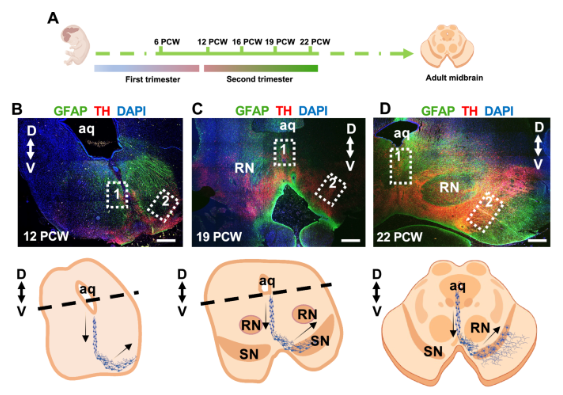 GOS-ICH Stem Cell Initiative tweet media