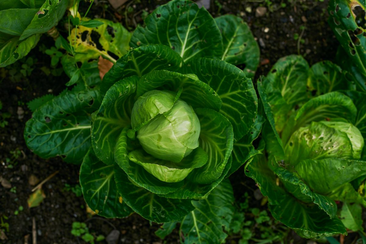 Slow Food in the UK tweet media