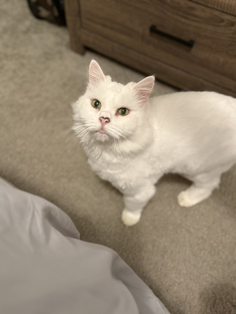 newchapter70's tweet image. Woke up trying to catch up with my sweet cat (Mia). She's so cute and lovely! 🐈❤️