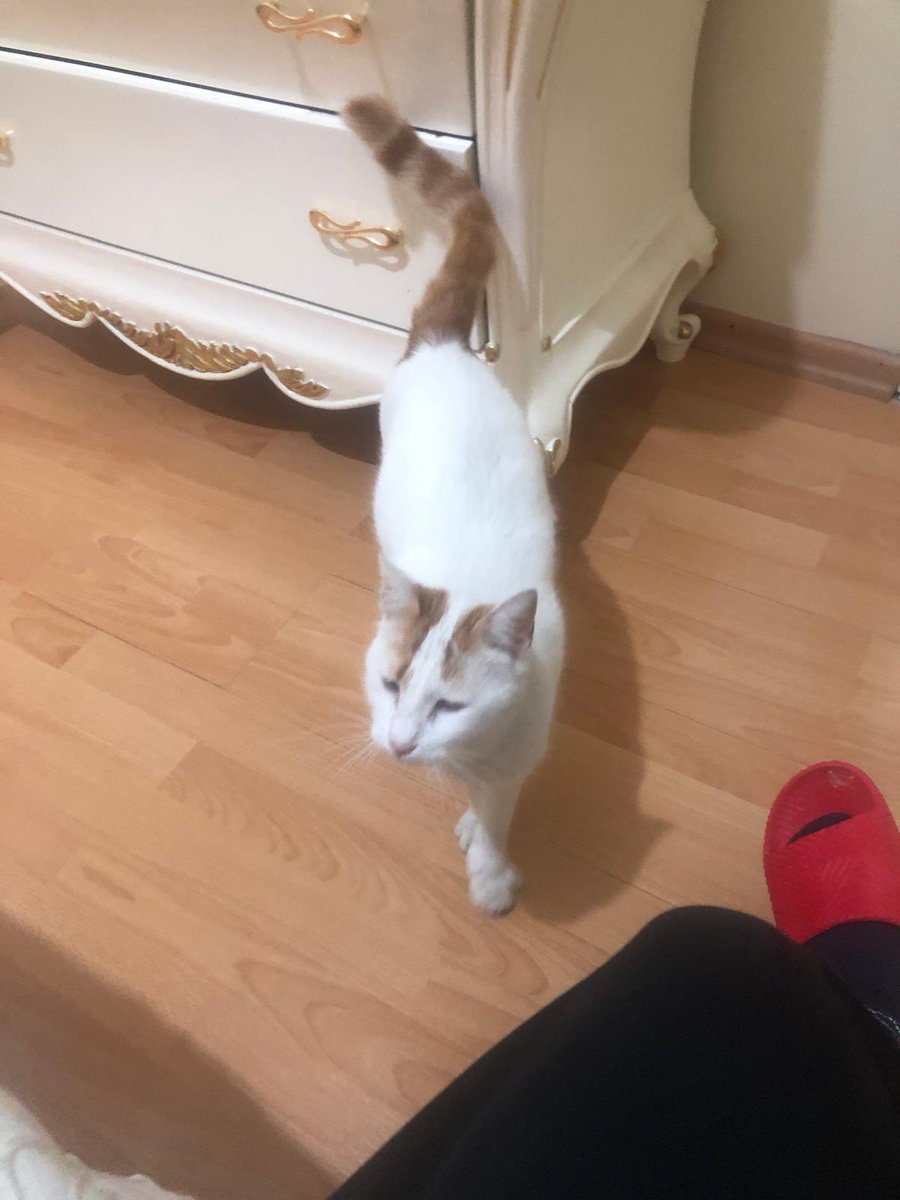 Evet belki çok güzel değil ama yuva istiyor!!! Bu kedimizin ismi çiçek yıllar önce göz ameliyatlı olan gözü buğulu görüyor ama onun dışında hiç bir sağlık problemi yok. Sığınmak için girdiği apartmanda su şişeleri ile dövülmüş bugün evi olsun istiyor ama onu kimse istemiyor.