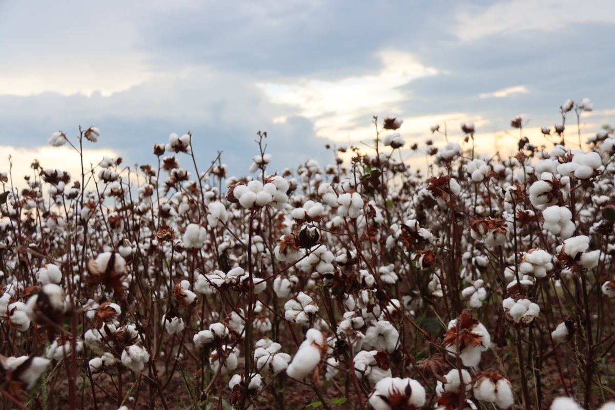 SC Farm Bureau tweet media