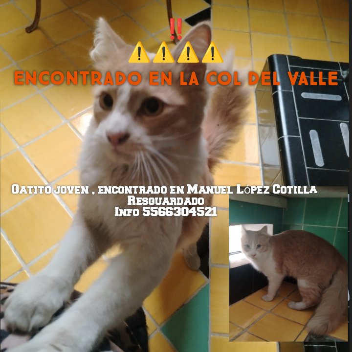 kittykovac's tweet photo. Ayuda!!! Encontré a este bb en Manuel López Cotilla, en la Col del Valle, es súper cariñoso y es un gatito joven, les pido me ayuden a compartir🖤🙏🏻
@MascotasSismo @ColDelValleBJ @MascotaCoyoacan https://t.co/mbv2bO0TKd