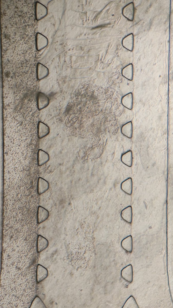 Genaro Vázquez tweet media