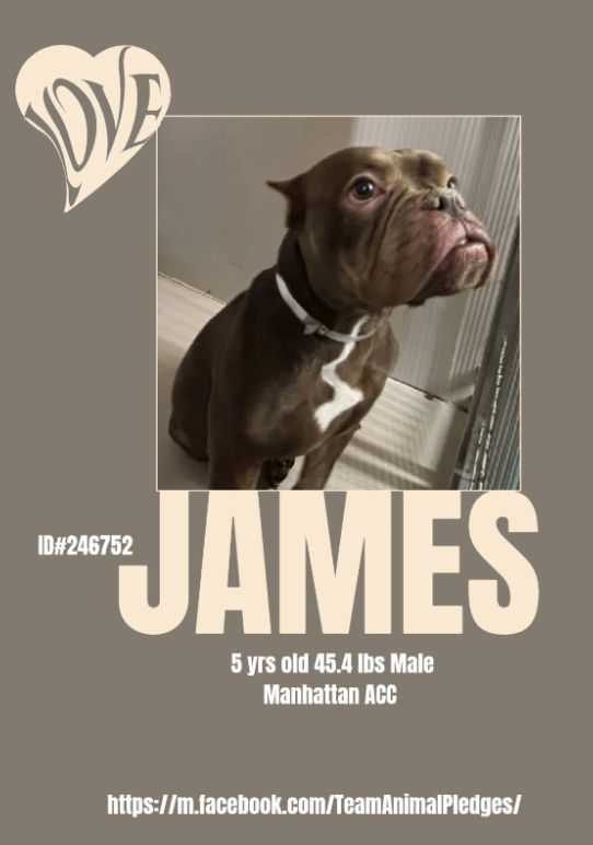 NMBewitched's tweet photo. James😍
#NewDogontheBlock  
https://t.co/TE17W5oZF3 
#AdoptMe 

OMD! We must see James outside🥰
Hear his snorts, chompies &amp; begging for treats 
#FreeJames 

#BullDogLovers go get him today https://t.co/2v9u2Vzo9x
