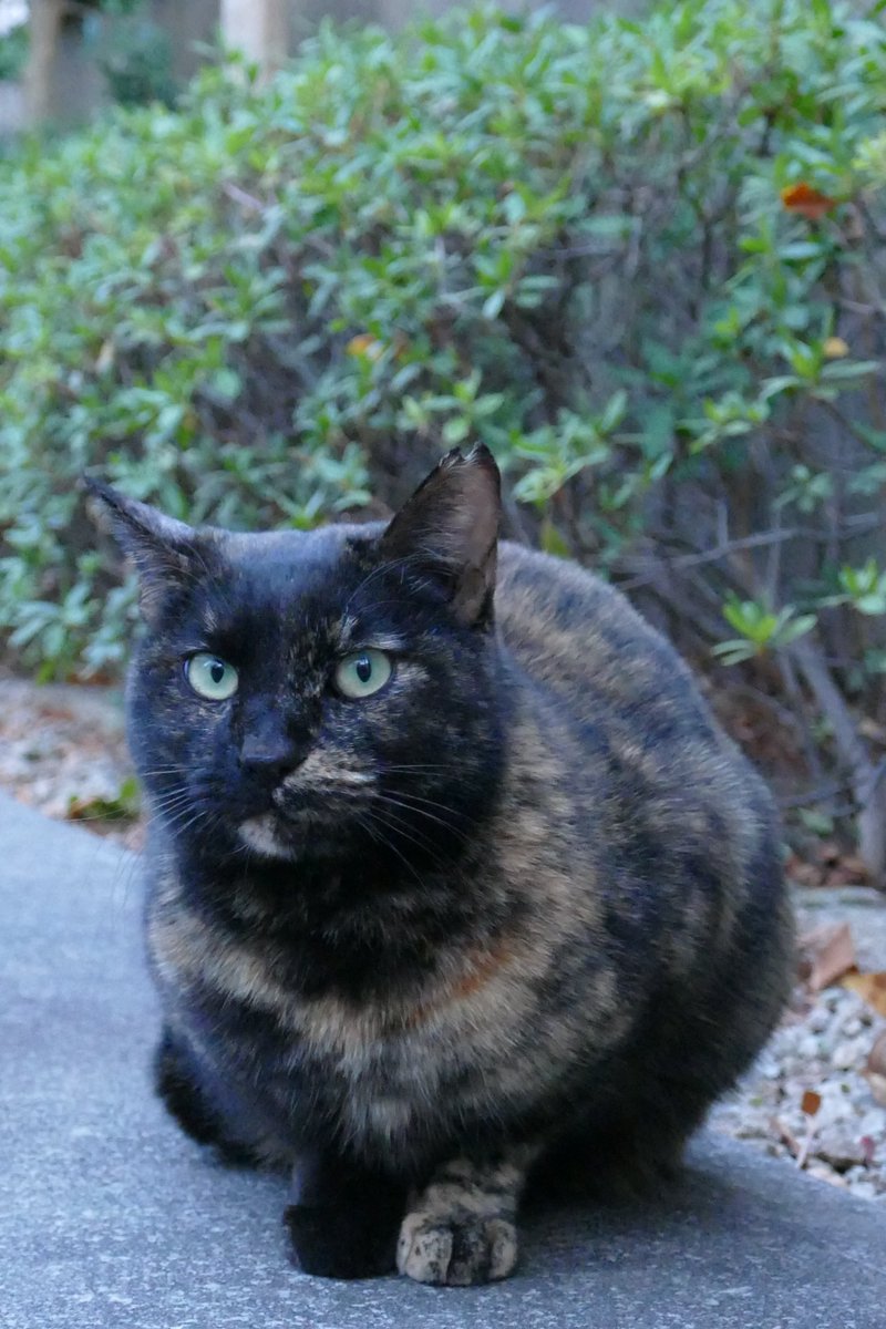 Mayuニャン@松本電書 (@densho_matsu) / Posts / X