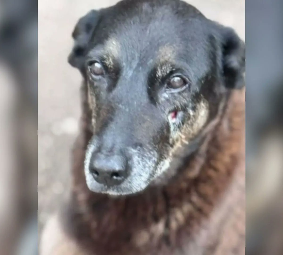 BrasilPost13's tweet image. A própria mãe entregou a filha por participar do assassinato do Cão Orelha, ciente que sua filha será presa, já que é maior de idade.  👏

Isso sim que é mãe, educação se aprende em casa, ela é maior de idade, viu tudo, se divertiu, e não fez nada.

CADEIA NELA ...    🤮       👇