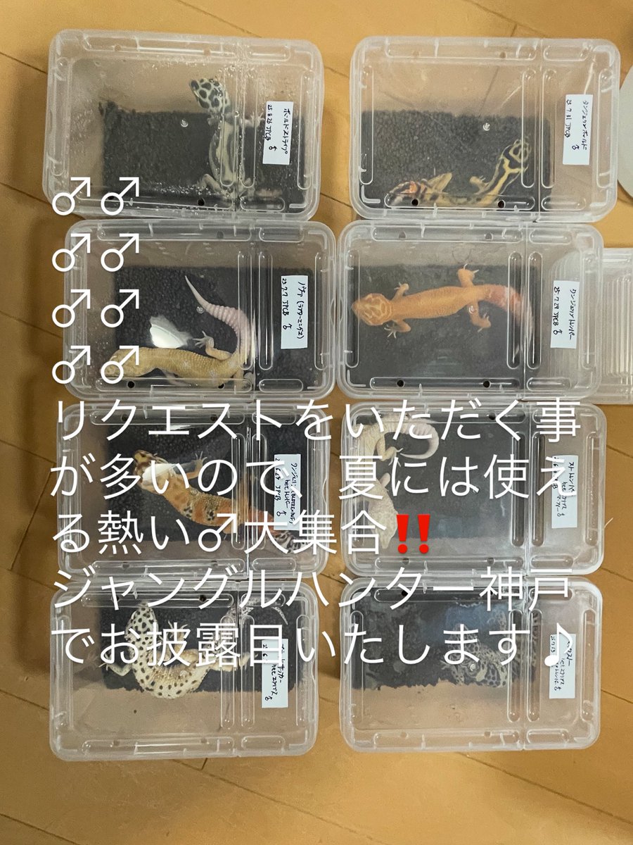 Easy Love Gecko.(y.higashi226) tweet media