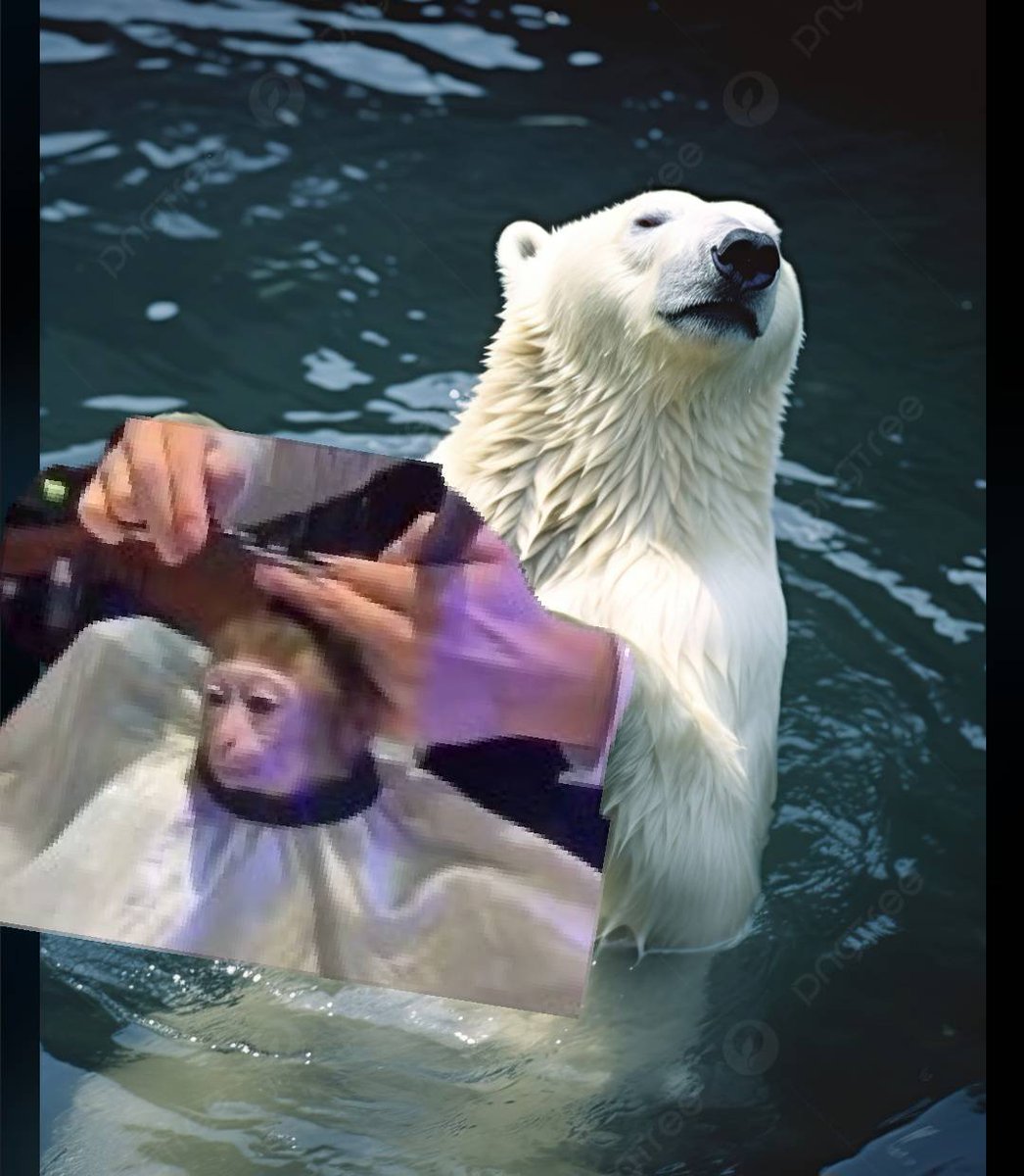 monkhairsol's tweet photo. Gmonk bears 🐻 https://t.co/Vr4Vq7cm4E
