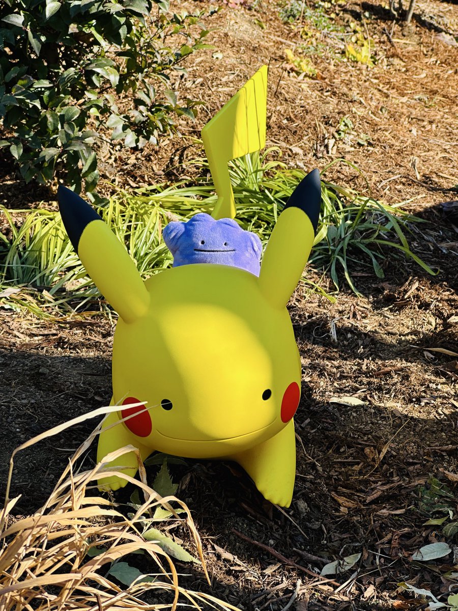 ぼくがいたよ💜 #メタモン #ポケパーク #ポケパークカントー