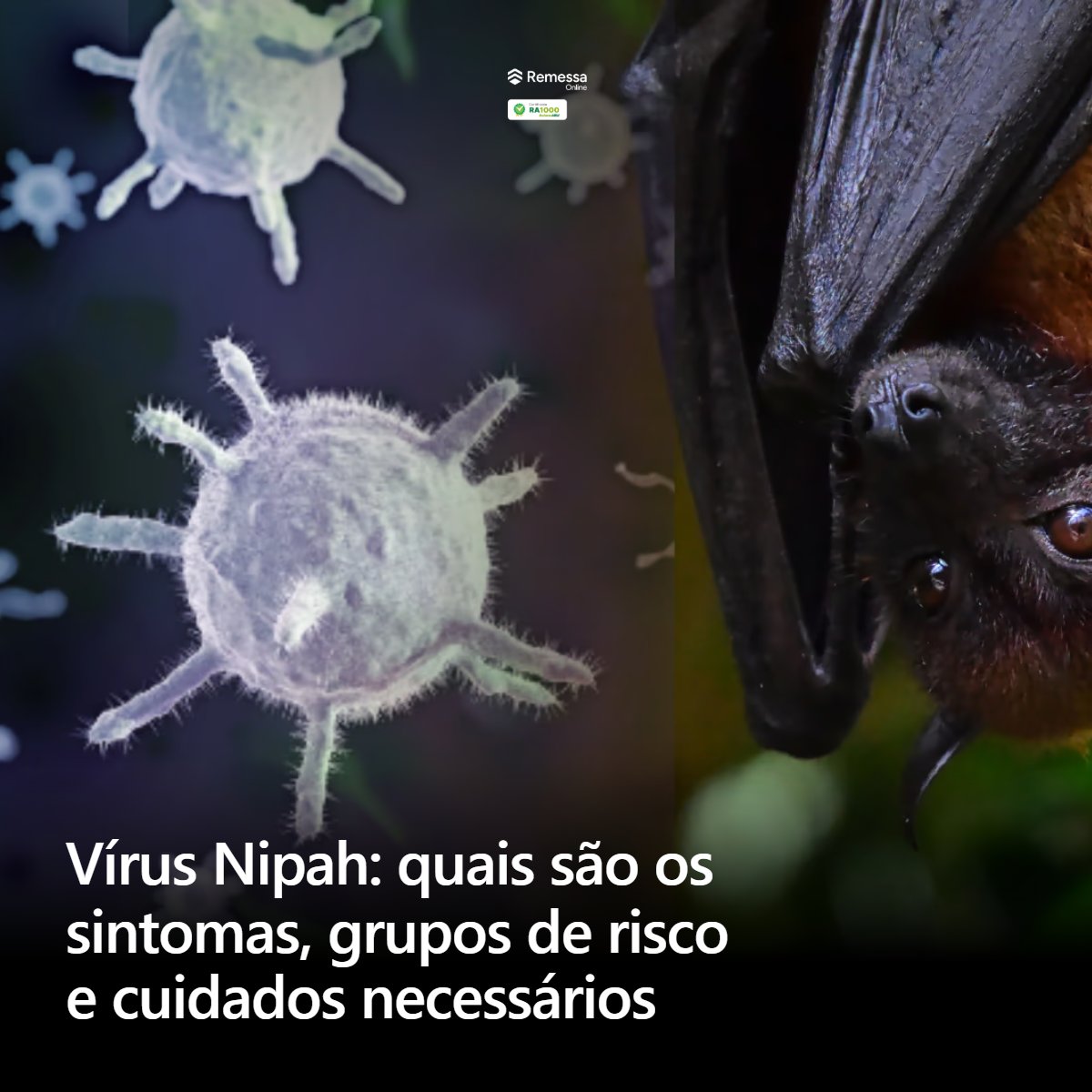 O vírus Nipah é um patógeno altamente letal transmitido por morcegos e porcos. Entenda riscos reais, sintomas, grupos vulneráveis e medidas de prevenção para viajantes.

Vírus Nipah: quais são os sintomas, grupos de risco e cuidados necessários mrf.lu/jjQ-
