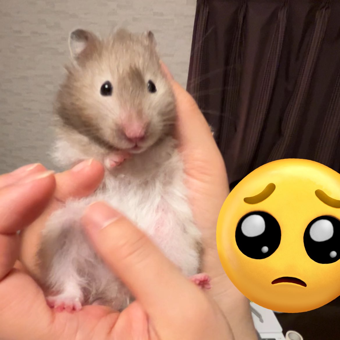 モルちゃん健康チェック。元気そうだけど心配🥹