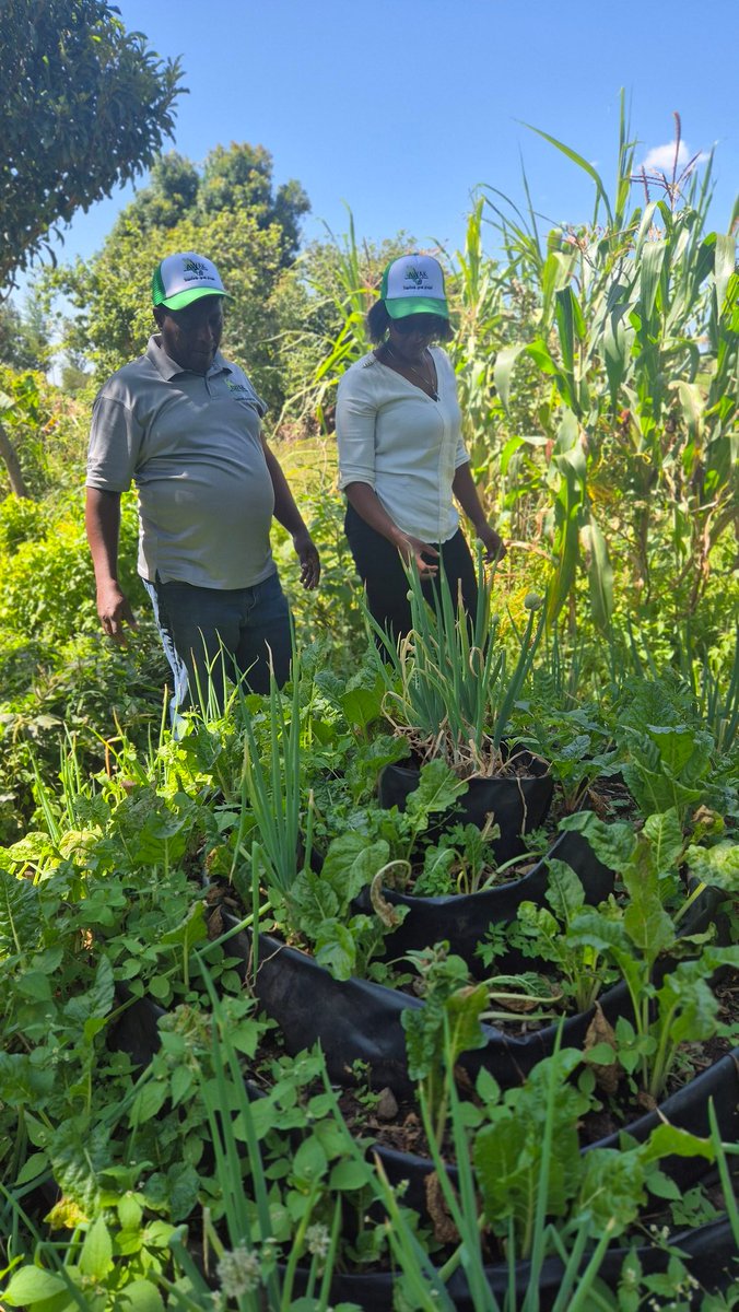 AWAK - Association of Women in Agriculture Kenya tweet media