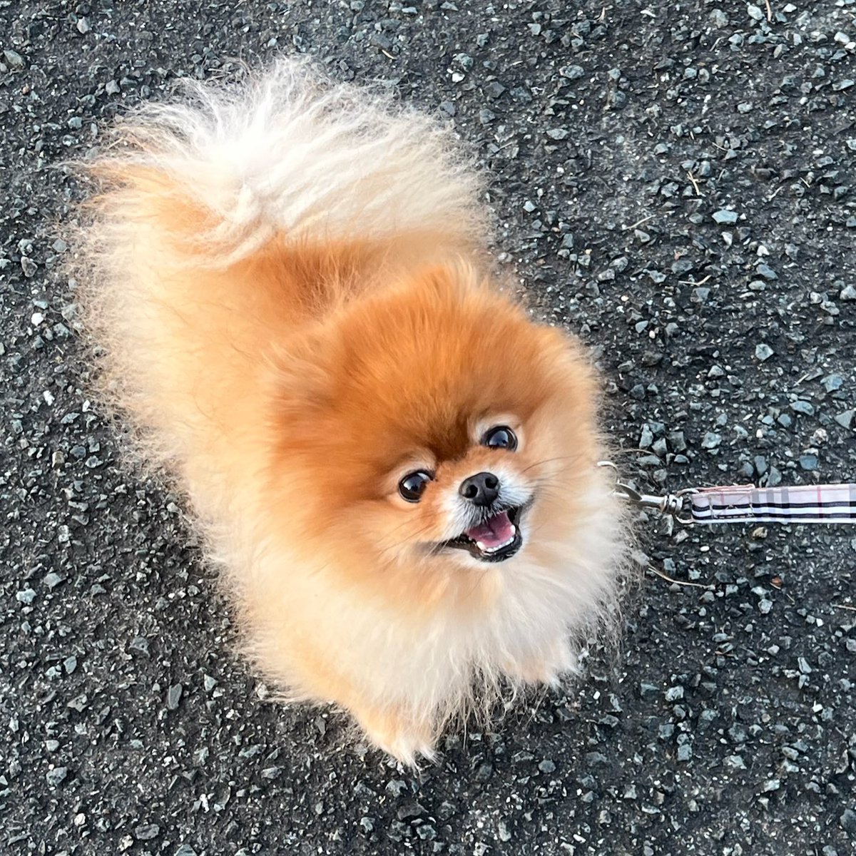 ✳️POME POME ぷりん✳️ (@690690moaa) / Posts / X