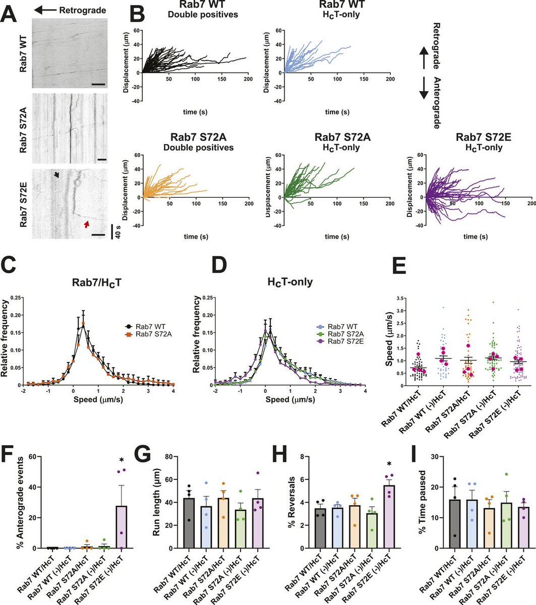 LSAjournal's tweet photo. Neurotrophin-containing signalling endosomes travel from the distal axon to the soma. ALS-linked kinase TBK1 governs the directionality of their transport in motor neurons by phosphorylating Rab7. https://t.co/NPV4DXxRbn https://t.co/a5e9DHB46s