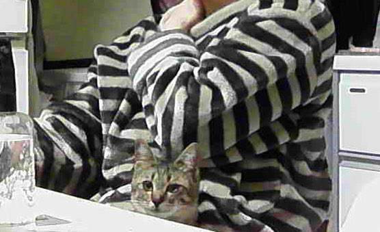 melonpan_pi's tweet photo. 実家の問題児猫とママ https://t.co/wviqYDB2no
