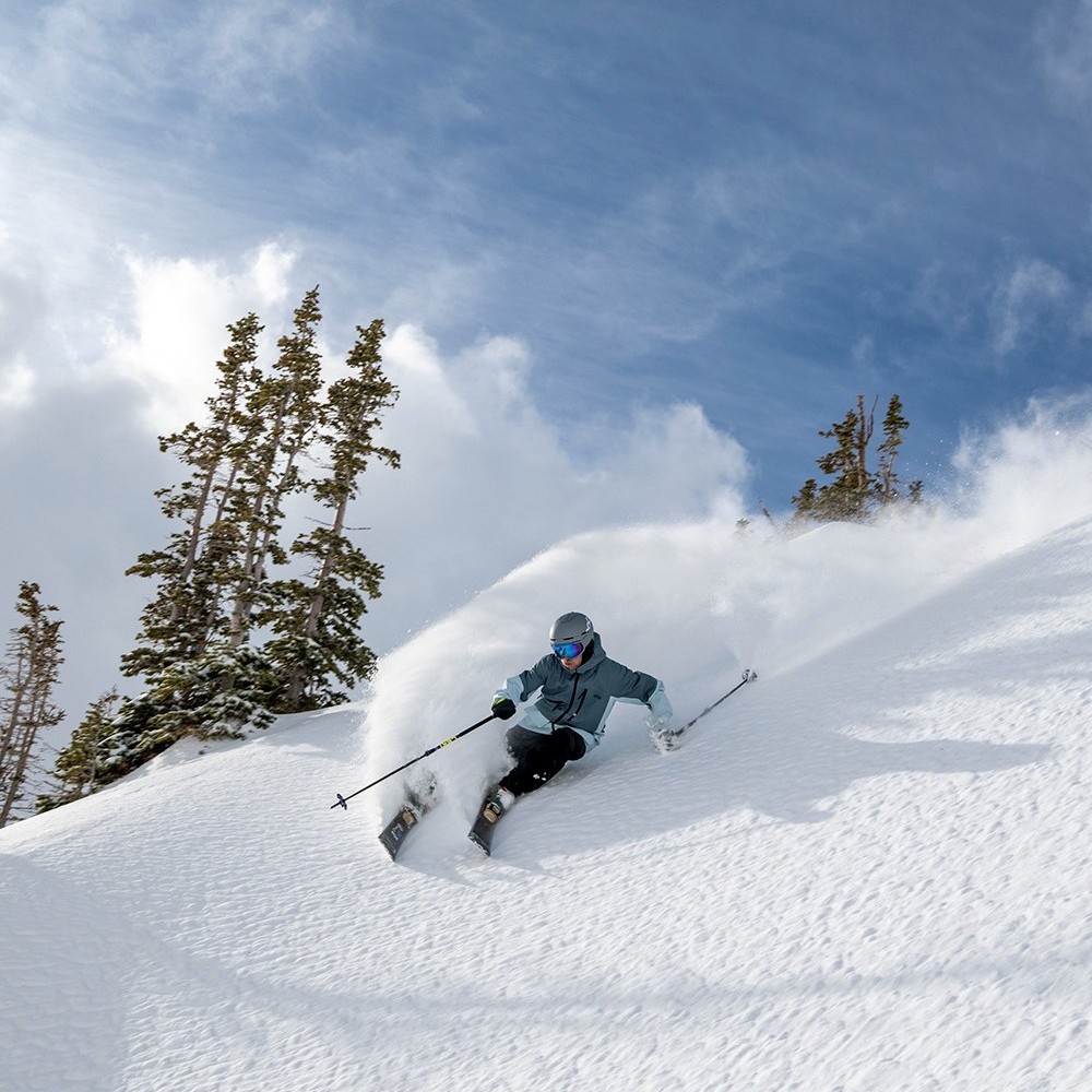 Snowbird tweet media