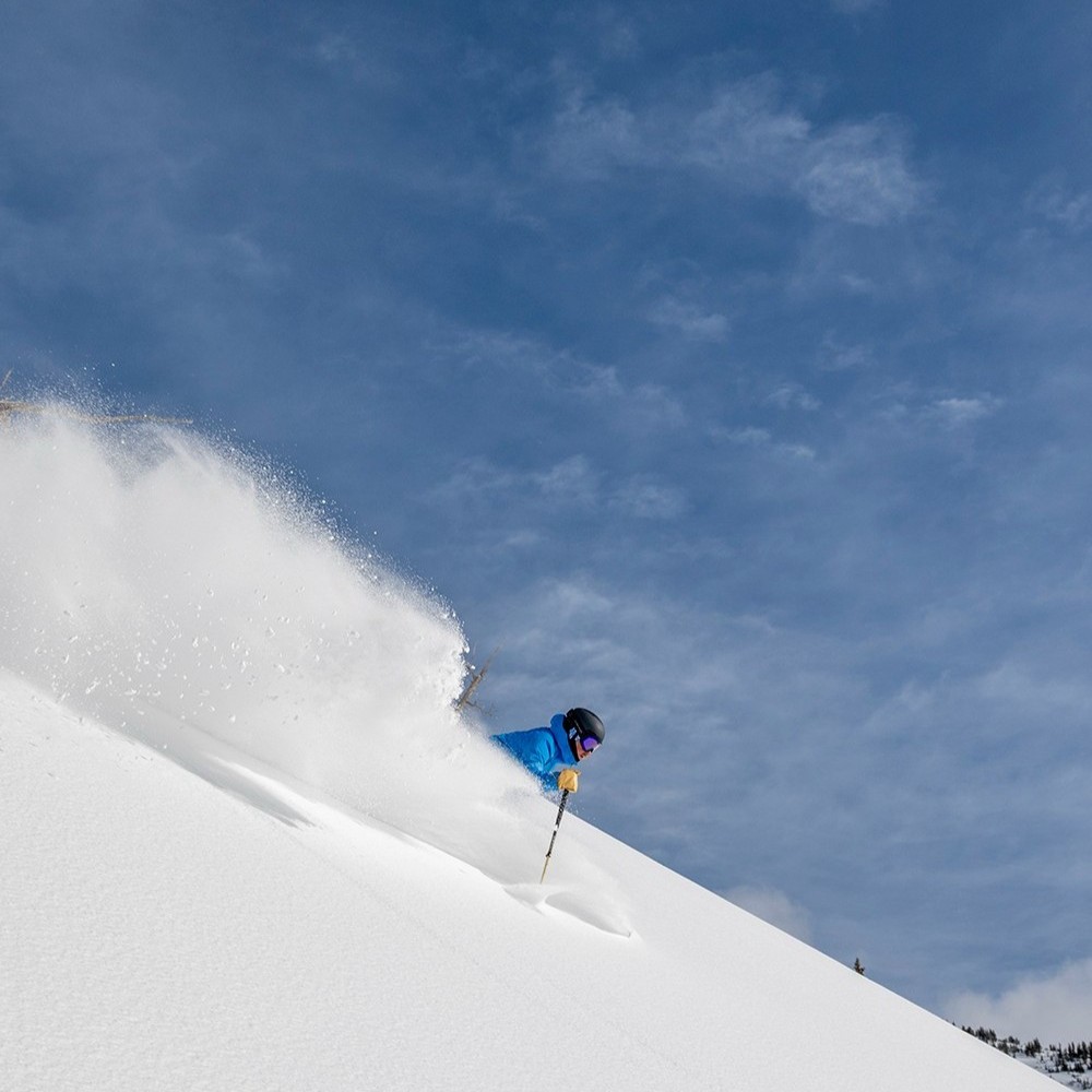 Snowbird tweet media