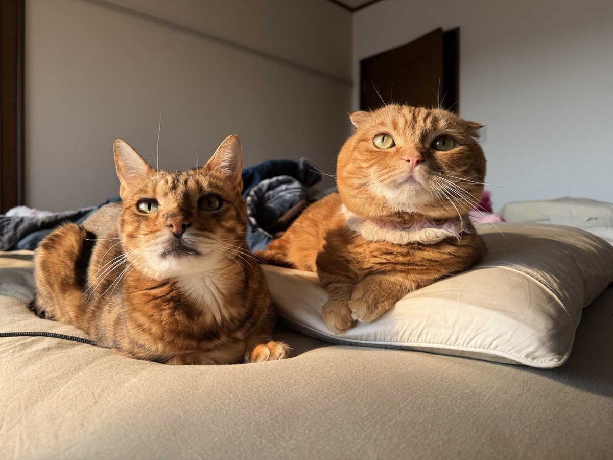 おはよー☀️

明日バレンタインは
・10時前後にシェルターLive
・夜はあにファミライブ！

みんなでまたワイワイしようね🐈❤️